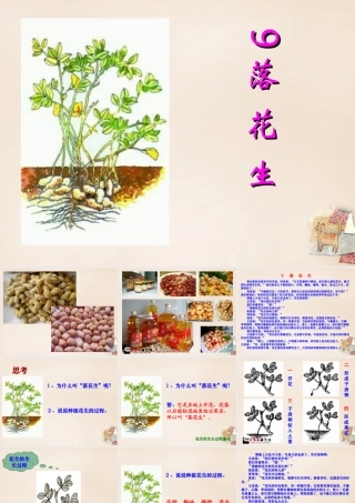 六年级语文下册《落花生》课件3 长春版-长春版小学六年级下册语文课件