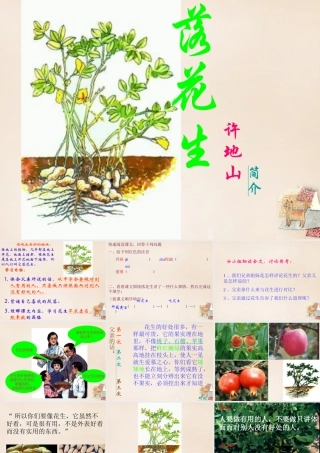 六年级语文下册《落花生》课件5 长春版-长春版小学六年级下册语文课件