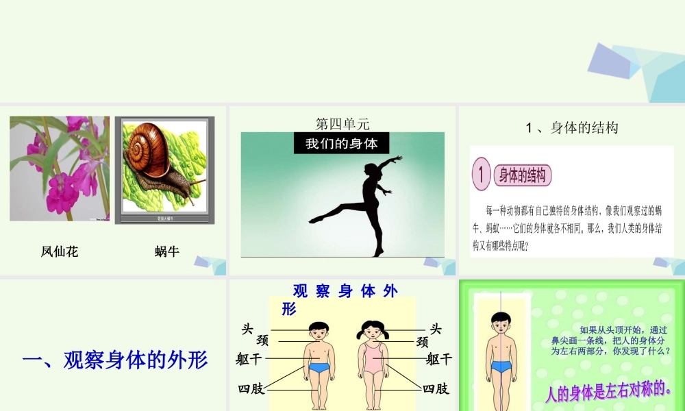 四年级科学上册 4.1 身体的结构课件1 教科版-教科版小学四年级上册自然科学课件
