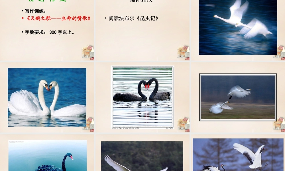 六年级语文下册《天鹅》课件1 长春版-长春版小学六年级下册语文课件