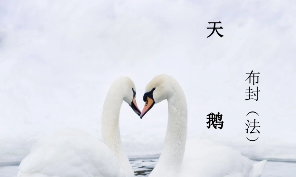 六年级语文下册《天鹅》课件2 长春版-长春版小学六年级下册语文课件