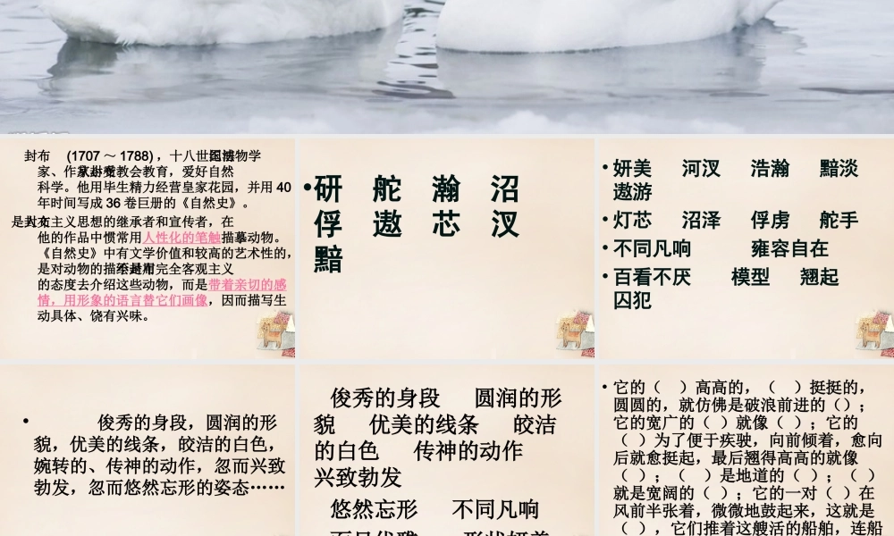 六年级语文下册《天鹅》课件2 长春版-长春版小学六年级下册语文课件