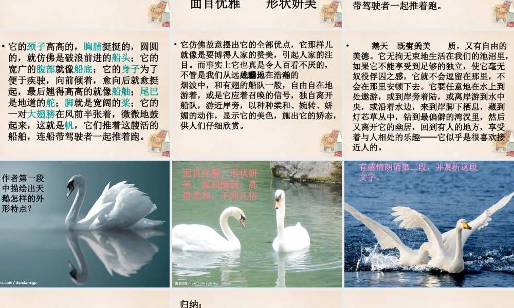 六年级语文下册《天鹅》课件2 长春版-长春版小学六年级下册语文课件