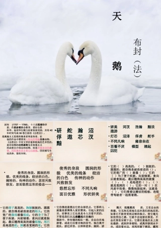 六年级语文下册《天鹅》课件2 长春版-长春版小学六年级下册语文课件