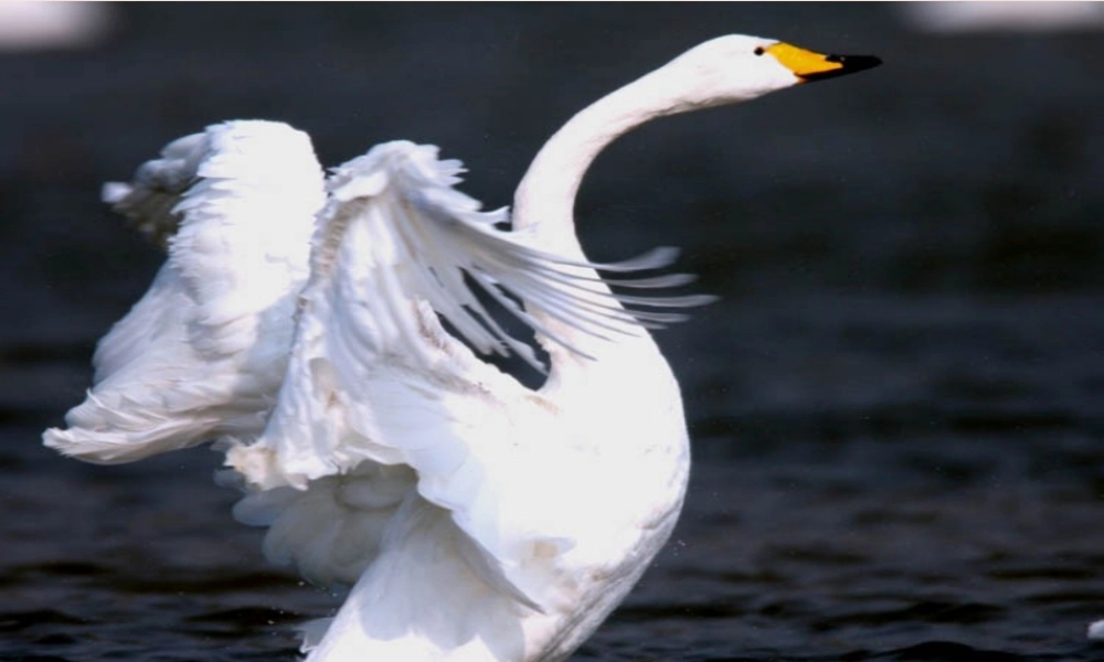 六年级语文下册《天鹅》课件3 长春版-长春版小学六年级下册语文课件