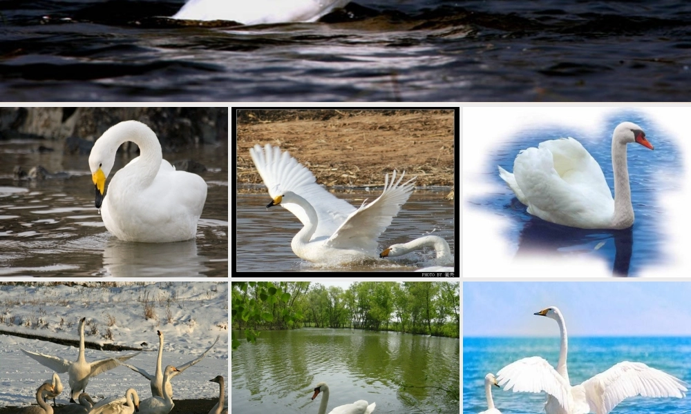 六年级语文下册《天鹅》课件3 长春版-长春版小学六年级下册语文课件