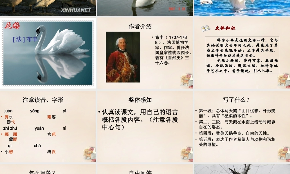 六年级语文下册《天鹅》课件3 长春版-长春版小学六年级下册语文课件