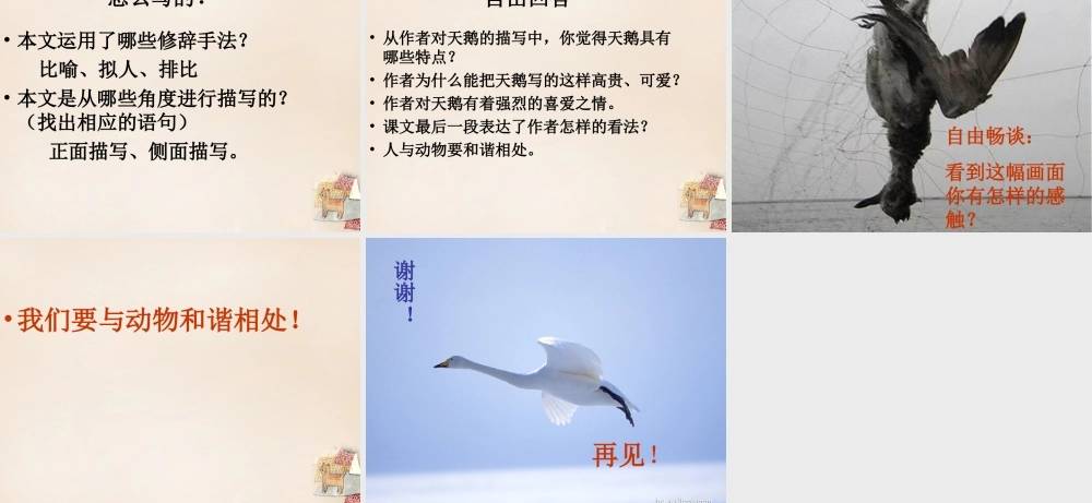 六年级语文下册《天鹅》课件3 长春版-长春版小学六年级下册语文课件