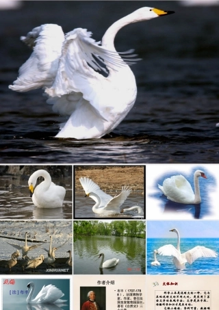 六年级语文下册《天鹅》课件3 长春版-长春版小学六年级下册语文课件