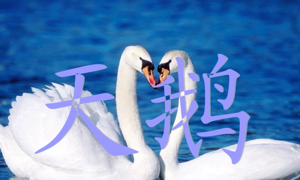 六年级语文下册《天鹅》课件4 长春版-长春版小学六年级下册语文课件