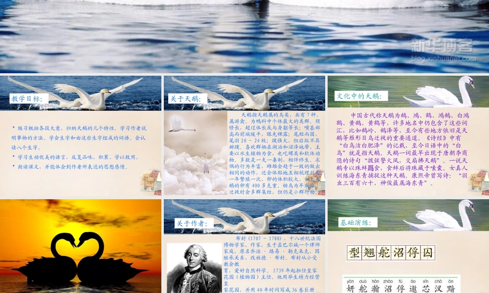 六年级语文下册《天鹅》课件4 长春版-长春版小学六年级下册语文课件