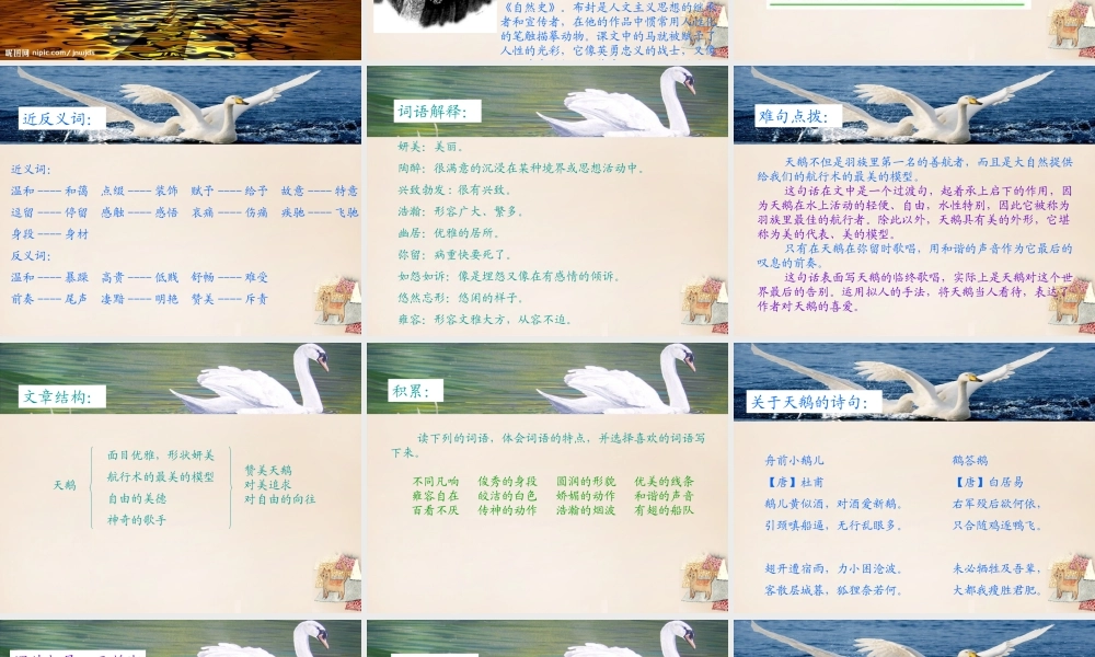 六年级语文下册《天鹅》课件4 长春版-长春版小学六年级下册语文课件
