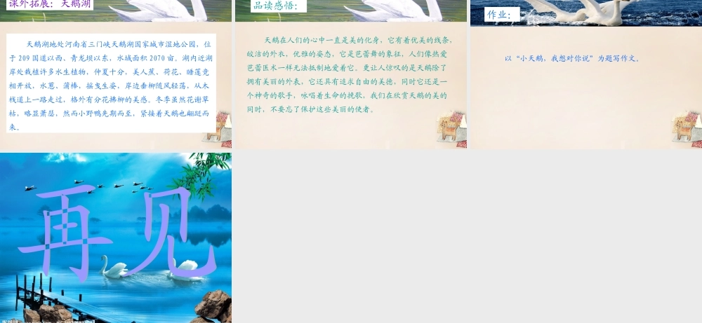 六年级语文下册《天鹅》课件4 长春版-长春版小学六年级下册语文课件