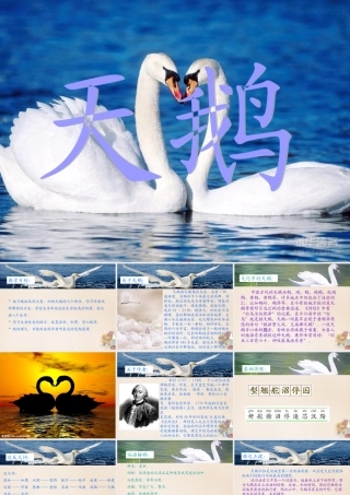六年级语文下册《天鹅》课件4 长春版-长春版小学六年级下册语文课件