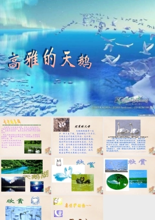 六年级语文下册《天鹅》课件5 长春版-长春版小学六年级下册语文课件