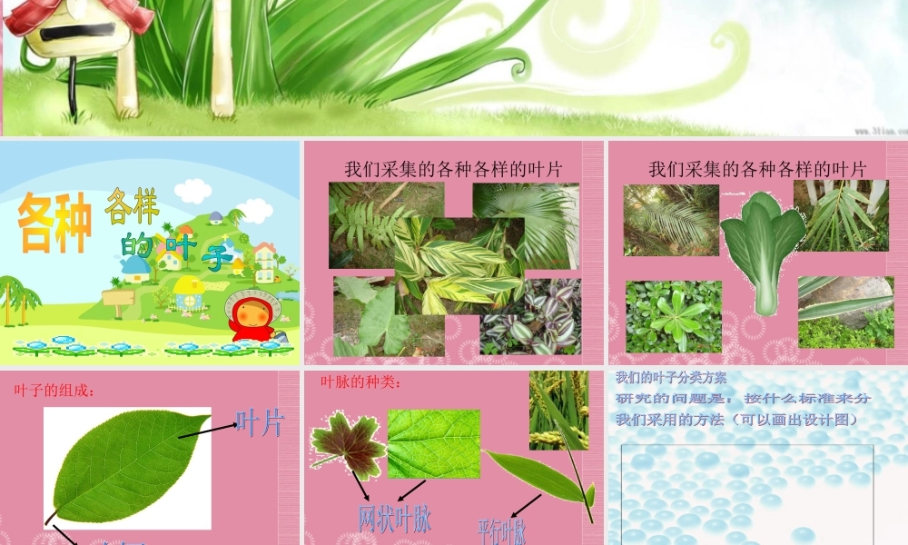 四年级科学上册 各种各样的叶课件 首师大版