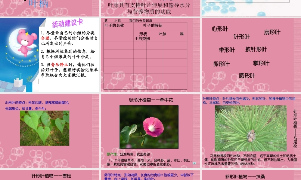 四年级科学上册 各种各样的叶课件 首师大版