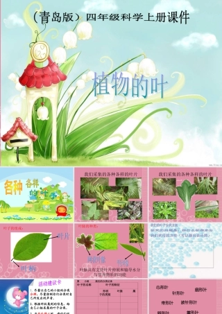 四年级科学上册 各种各样的叶课件 首师大版