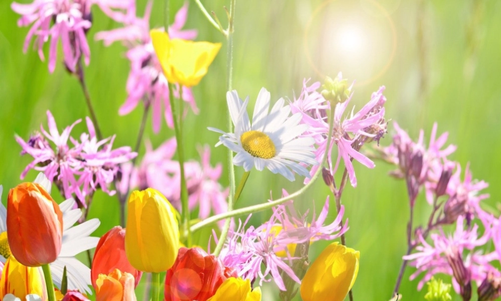 六年级语文下册 古诗词背诵 4《江畔独步寻花》课件 新人教版-新人教版小学六年级下册语文课件