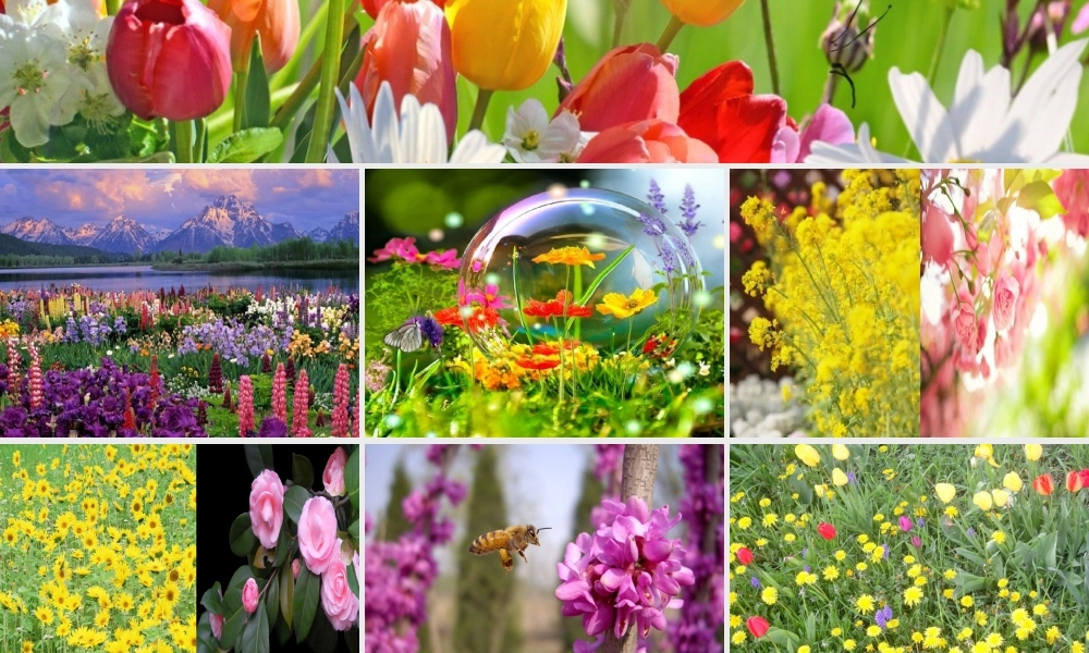 六年级语文下册 古诗词背诵 4《江畔独步寻花》课件 新人教版-新人教版小学六年级下册语文课件