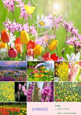 六年级语文下册 古诗词背诵 4《江畔独步寻花》课件 新人教版-新人教版小学六年级下册语文课件