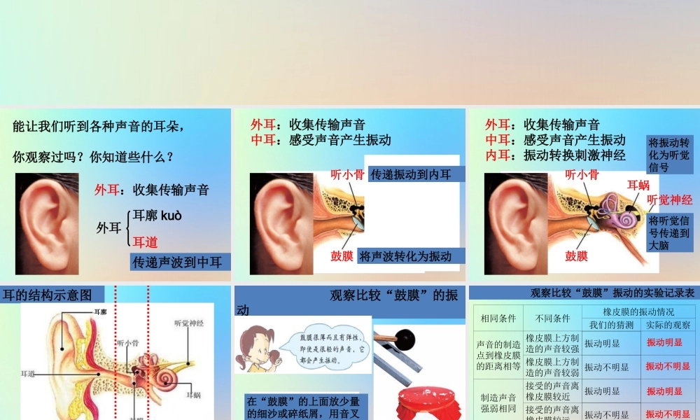 四年级科学上册 声音 6我们是怎样听到声音的课件 教科版-教科版小学四年级上册自然科学课件