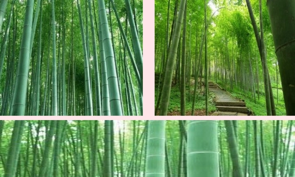 六年级语文下册 古诗词背诵 6竹石课件 新人教版-新人教版小学六年级下册语文课件