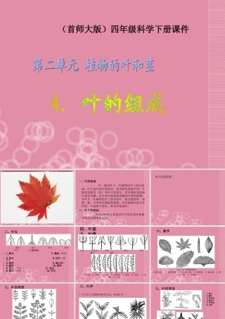 四年级科学上册 叶的组成 1课件 首师大版
