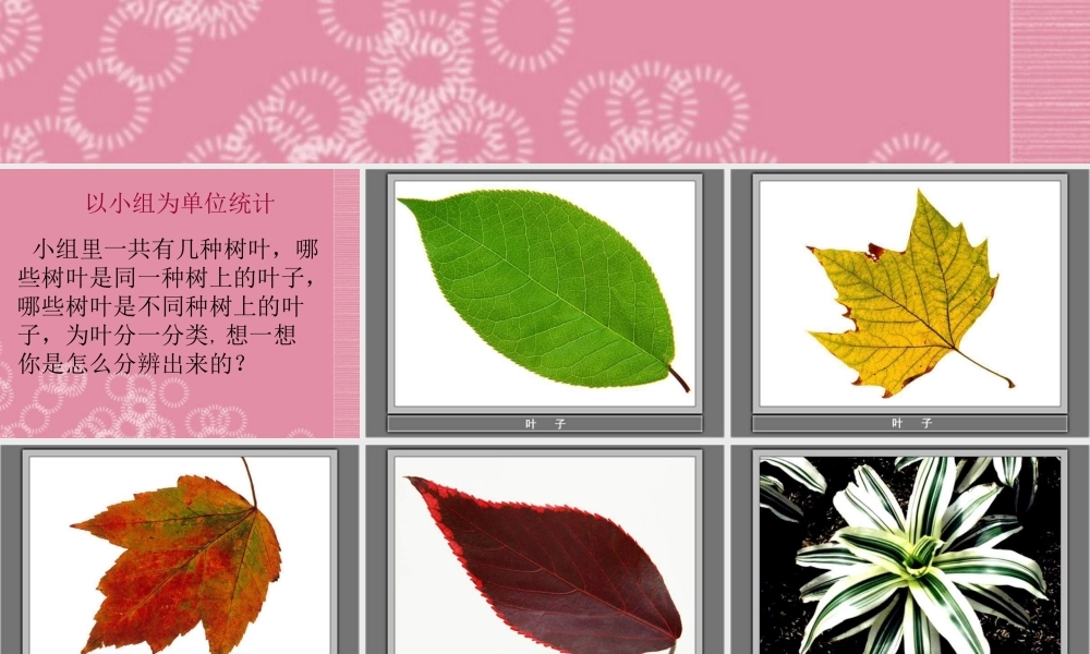 四年级科学上册 叶的组成 2课件 首师大版