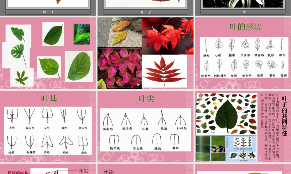 四年级科学上册 叶的组成 2课件 首师大版
