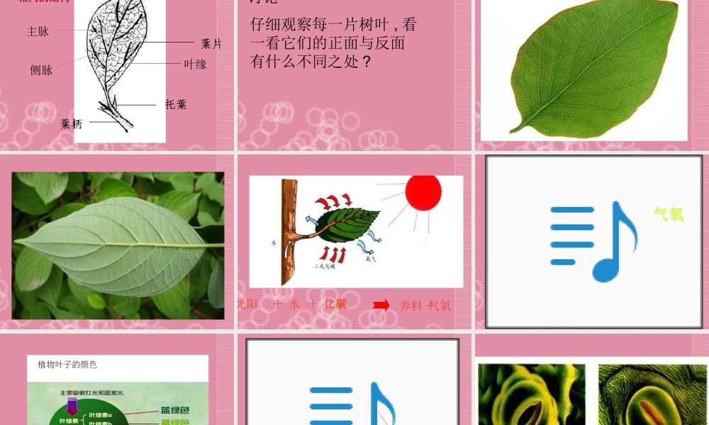 四年级科学上册 叶的组成 2课件 首师大版