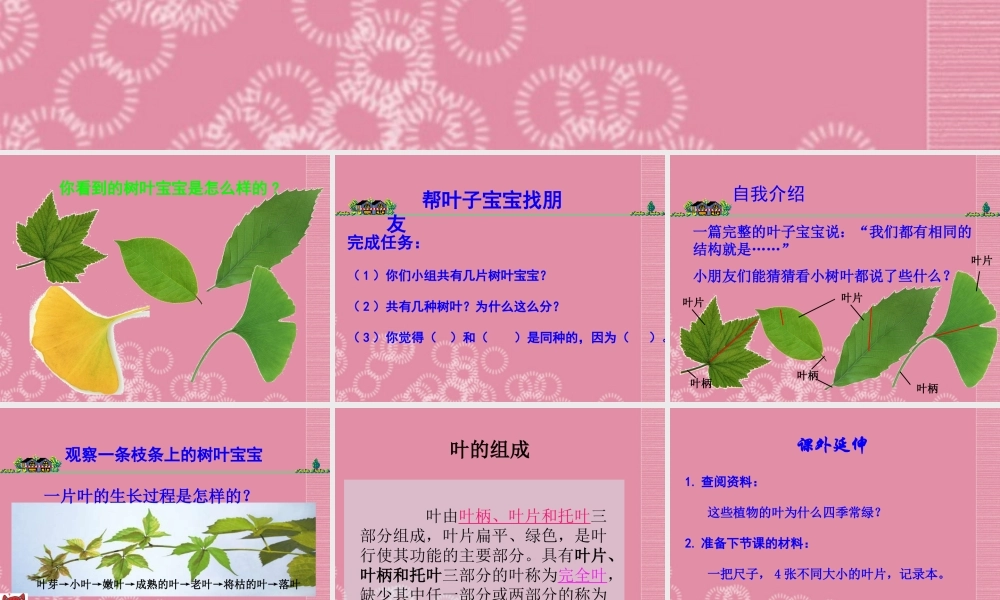 四年级科学上册 叶的组成 3课件 首师大版
