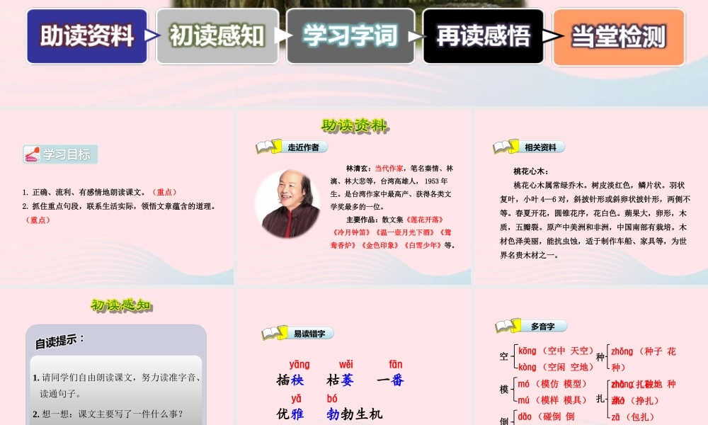 六年级语文下册 第一单元 3 桃花心木（第1课时）课件 新人教版-新人教版小学六年级下册语文课件