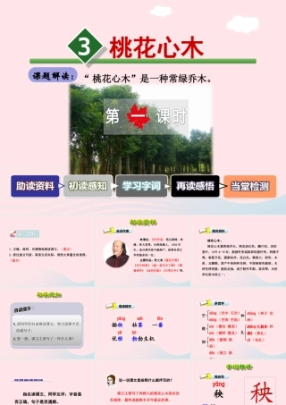 六年级语文下册 第一单元 3 桃花心木（第1课时）课件 新人教版-新人教版小学六年级下册语文课件