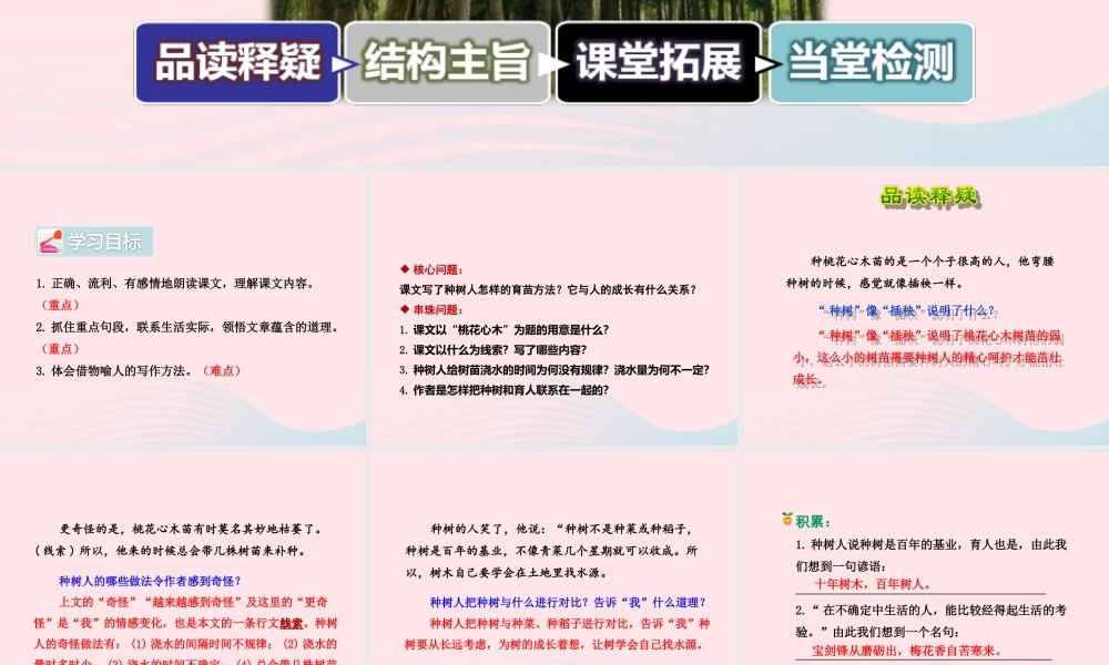 六年级语文下册 第一单元 3 桃花心木（第2课时）课件 新人教版-新人教版小学六年级下册语文课件