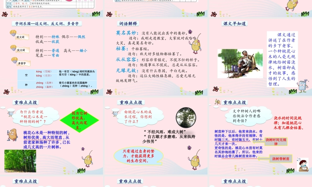 六年级语文下册 第一单元 3 桃花心木课件1 新人教版-新人教版小学六年级下册语文课件