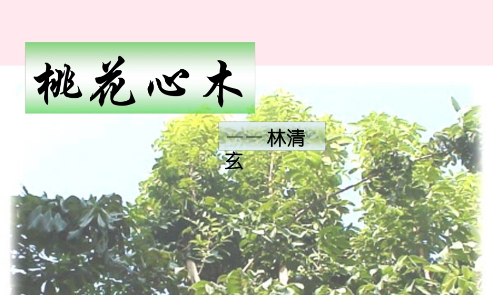 六年级语文下册 第一单元 3 桃花心木课堂教学课件1 新人教版-新人教版小学六年级下册语文课件