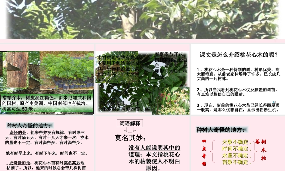 六年级语文下册 第一单元 3 桃花心木课堂教学课件1 新人教版-新人教版小学六年级下册语文课件