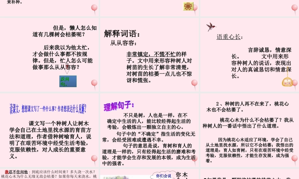 六年级语文下册 第一单元 3 桃花心木课堂教学课件1 新人教版-新人教版小学六年级下册语文课件