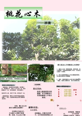 六年级语文下册 第一单元 3 桃花心木课堂教学课件1 新人教版-新人教版小学六年级下册语文课件