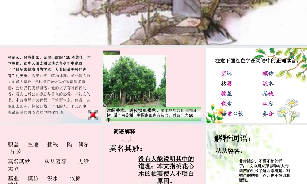 六年级语文下册 第一单元 3 桃花心木课堂教学课件2 新人教版-新人教版小学六年级下册语文课件