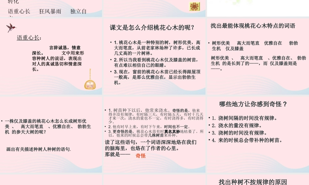 六年级语文下册 第一单元 3 桃花心木课堂教学课件2 新人教版-新人教版小学六年级下册语文课件