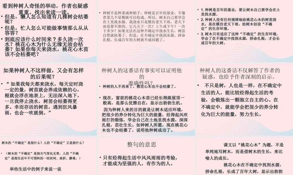 六年级语文下册 第一单元 3 桃花心木课堂教学课件2 新人教版-新人教版小学六年级下册语文课件