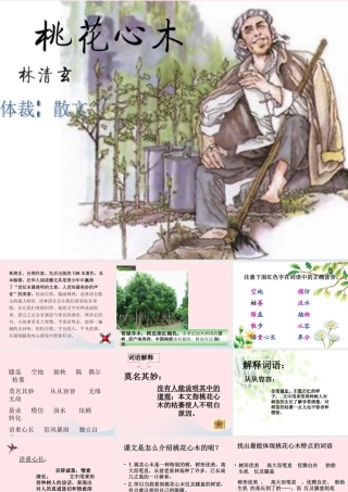 六年级语文下册 第一单元 3 桃花心木课堂教学课件2 新人教版-新人教版小学六年级下册语文课件