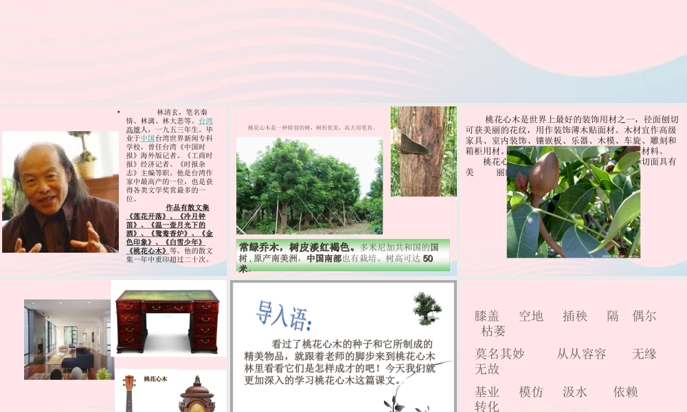 六年级语文下册 第一单元 3 桃花心木课堂教学课件3 新人教版-新人教版小学六年级下册语文课件