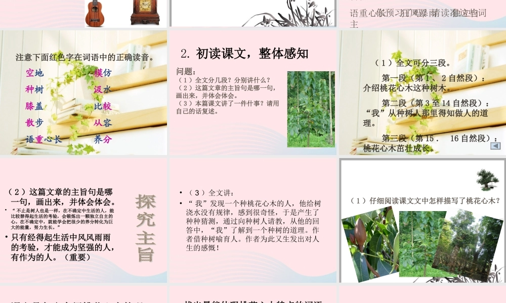 六年级语文下册 第一单元 3 桃花心木课堂教学课件3 新人教版-新人教版小学六年级下册语文课件