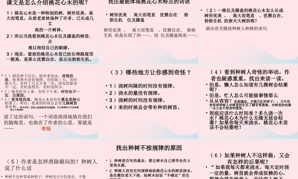 六年级语文下册 第一单元 3 桃花心木课堂教学课件3 新人教版-新人教版小学六年级下册语文课件