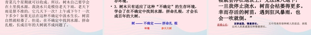 六年级语文下册 第一单元 3 桃花心木课堂教学课件3 新人教版-新人教版小学六年级下册语文课件