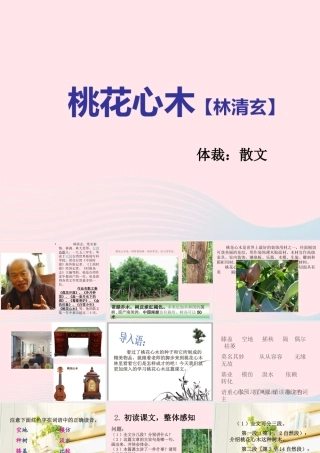 六年级语文下册 第一单元 3 桃花心木课堂教学课件3 新人教版-新人教版小学六年级下册语文课件
