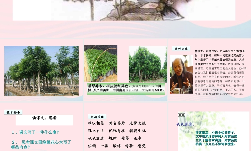 六年级语文下册 第一单元 3桃花心木课件 新人教版-新人教版小学六年级下册语文课件